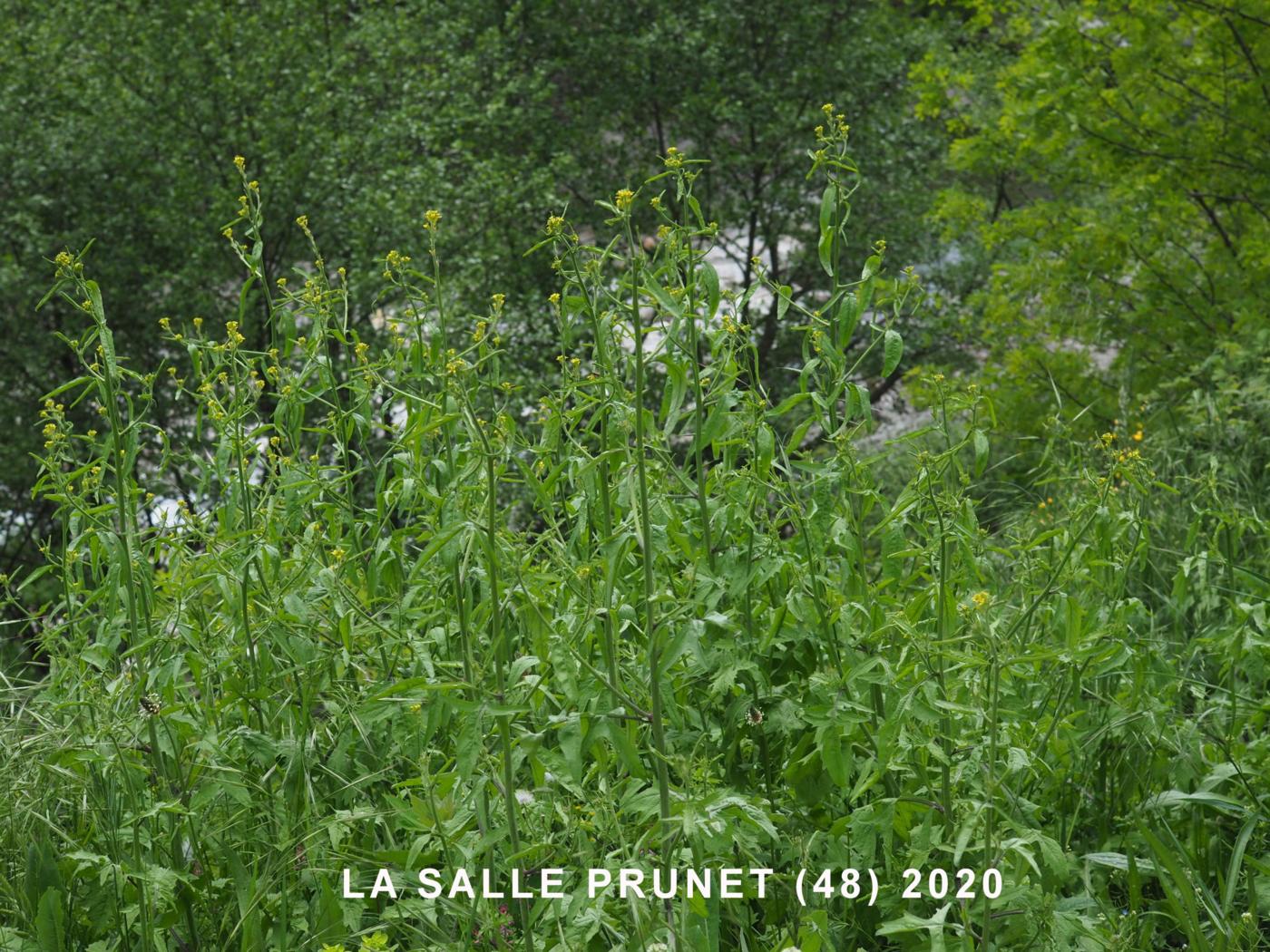 Hedge Mustard plant